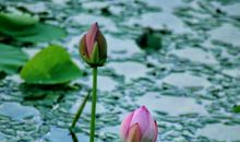 散发芳香的阳光