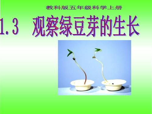 我观察豆芽的生长。