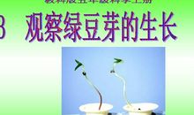 我观察豆芽的成长