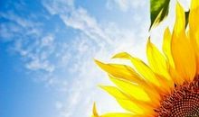 我的“向日葵”