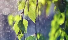 愿做细雨湿人衣