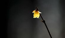 心底有盏不熄的明灯