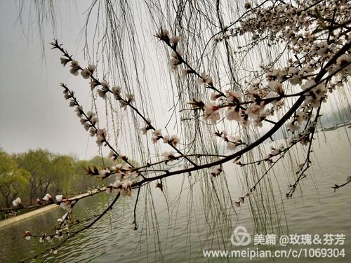 心脏绽放了很多