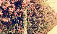 予你一捧青春光景