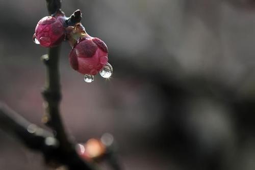 我读了梅花