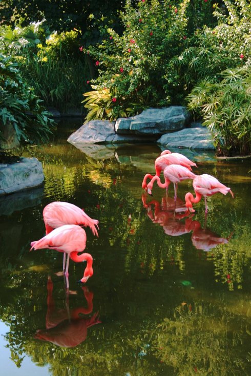 美丽的广州动物园