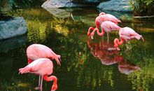 美丽的广州动物园