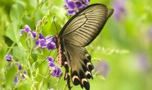 蝴蝶，请不要飞进来