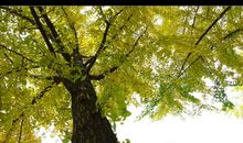 家乡的银杏树下