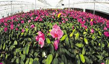 面对花丛何去何从