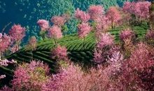 多姿多彩的春风