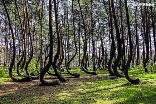 松树秘密