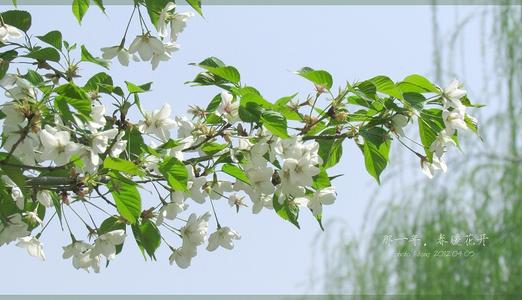 那一年或春天的花朵