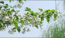 那一年还是春暖花开