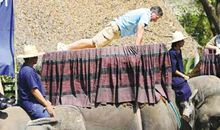 在大象背上跳舞读后感