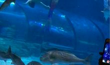 参观杭州海洋公园