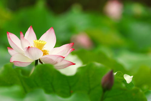 最美丽的莲花