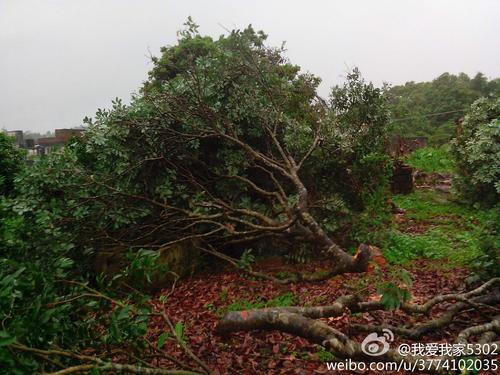 我爱家乡的果树