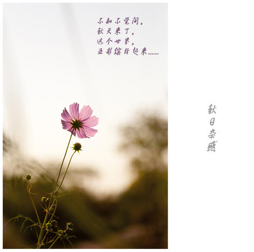 秋季杂交