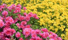 因为有你我的世界春暖花开