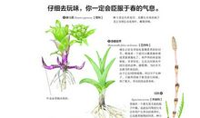 读《自然笔记之昆虫印象》有感
