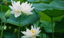 坚强是生命的真谛