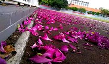 感受落花的精彩