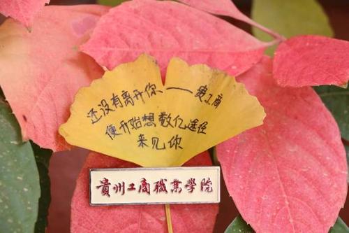 我是一个浮叶。