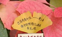 我是一片飘零的叶