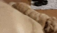 在夏天睡着的日子里