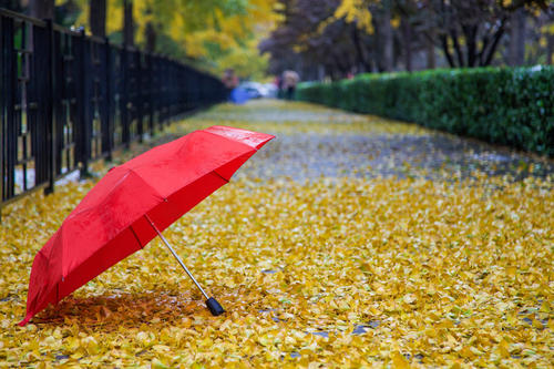 享受秋天的雨