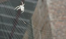 蜘蛛结网的秘密
