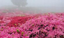 属于我们的春暖花开