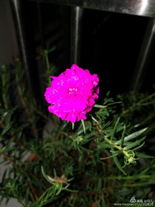 阳光在心里花