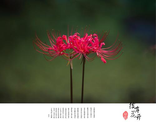 花朵