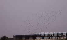 诚信是立足之本