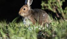 我多么渴望成为一只野兔