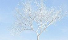 冬日的树