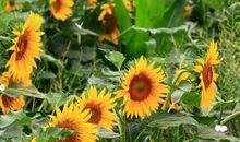 花在一瞬间盛开