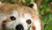 会动脑筋的小熊猫