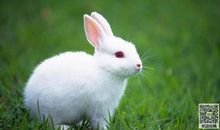 我家淘气的小白兔