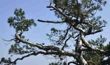 一棵不畏严寒的树