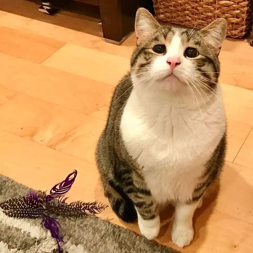 我最喜欢的动物猫