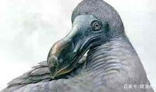 读《逝者如渡渡》有感