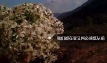 路，在荆棘中延伸