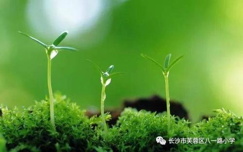 充满活力的春天