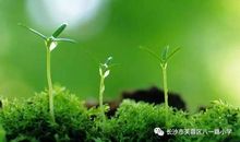 生机勃勃的春景图