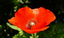 珍藏的一株小草