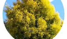 我看见刹那的芳华