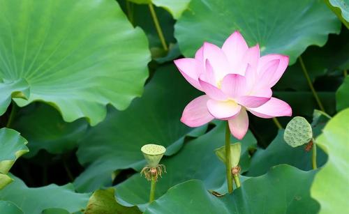 为他人打开一朵花